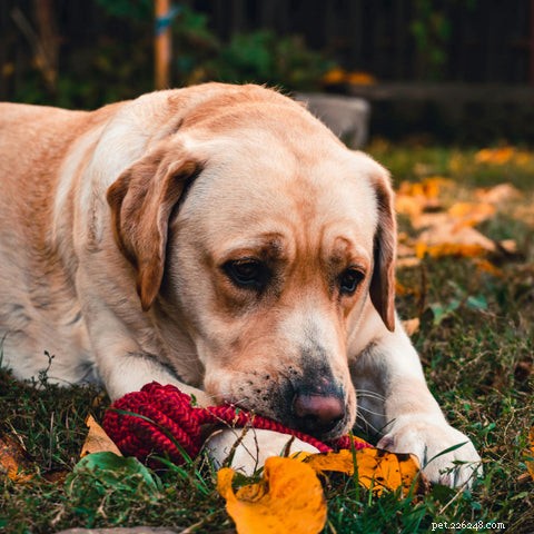 Guide for Caring for Dogs with Dementia: A Survival Plan for Pet Parents