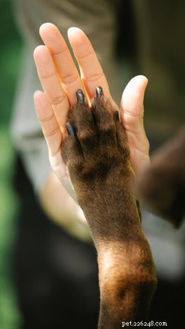 Guide for Caring for Dogs with Dementia: A Survival Plan for Pet Parents