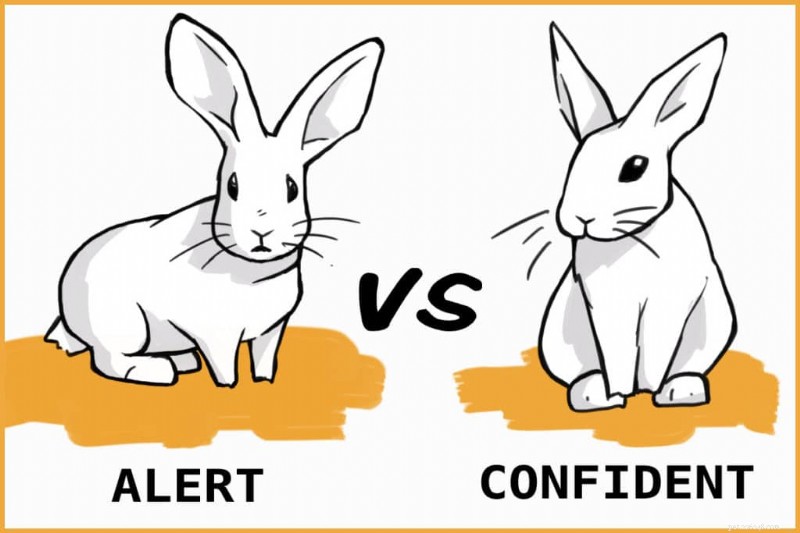 Why Do Rabbits Thump? Understanding Their Attention-Seeking Behavior
