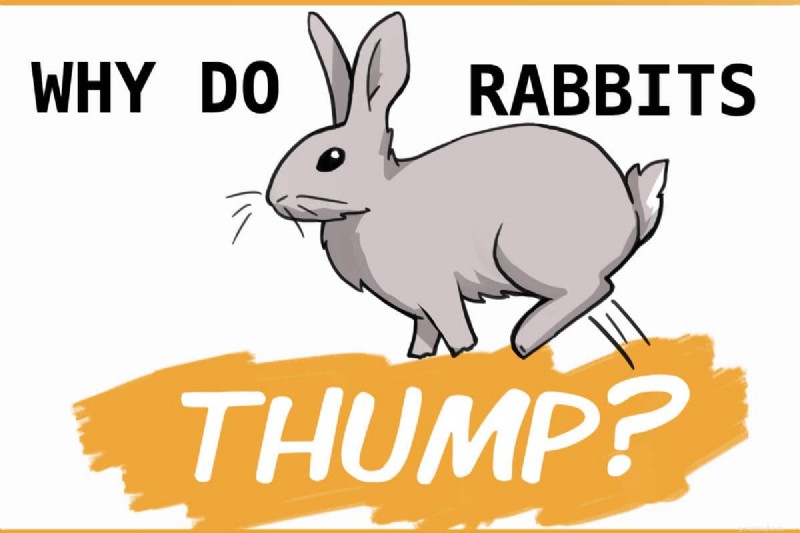 Why Do Rabbits Thump? Understanding Their Attention-Seeking Behavior