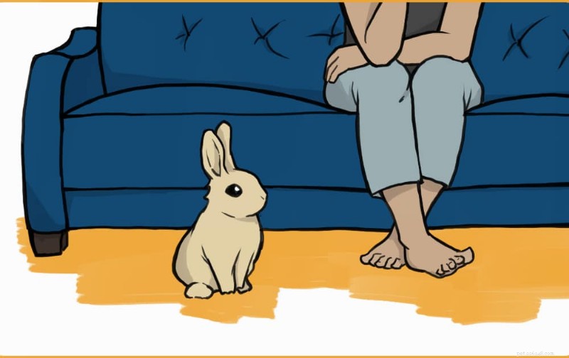 Building Trust with Your Domestic Rabbit: A Step-by-Step Guide
