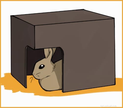 Building Trust with Your Domestic Rabbit: A Step-by-Step Guide