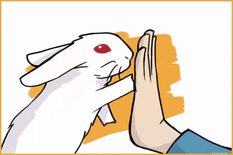 Building Trust with Your Domestic Rabbit: A Step-by-Step Guide