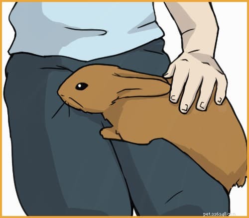 Building Trust with Your Domestic Rabbit: A Step-by-Step Guide