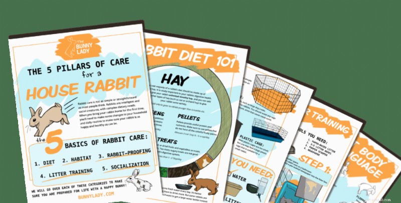 Building Trust with Your Domestic Rabbit: A Step-by-Step Guide