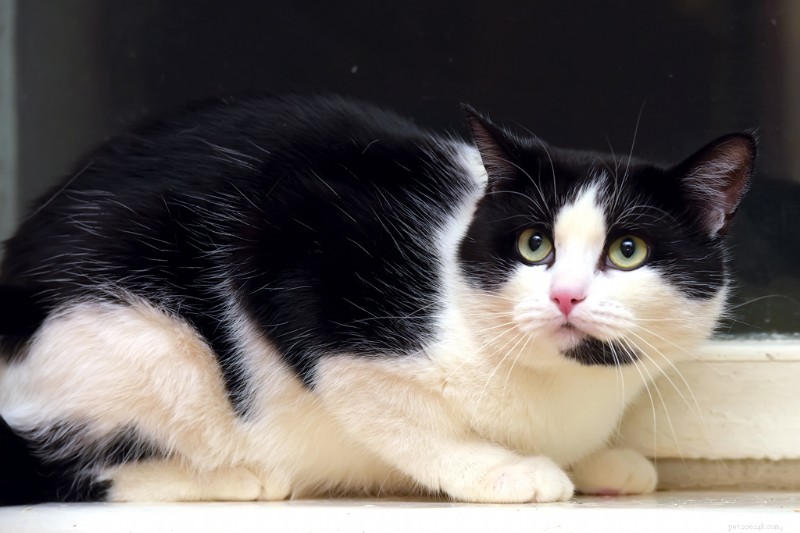 How Your Cat’s Routine Affects Their Well‑Being: Understanding Stress Triggers