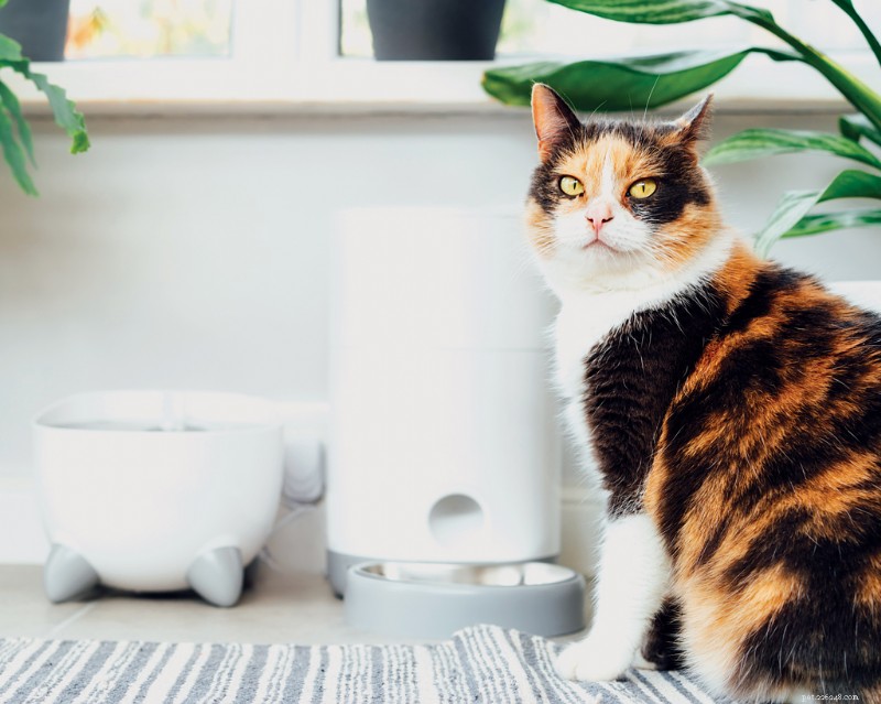 How Your Cat’s Routine Affects Their Well‑Being: Understanding Stress Triggers