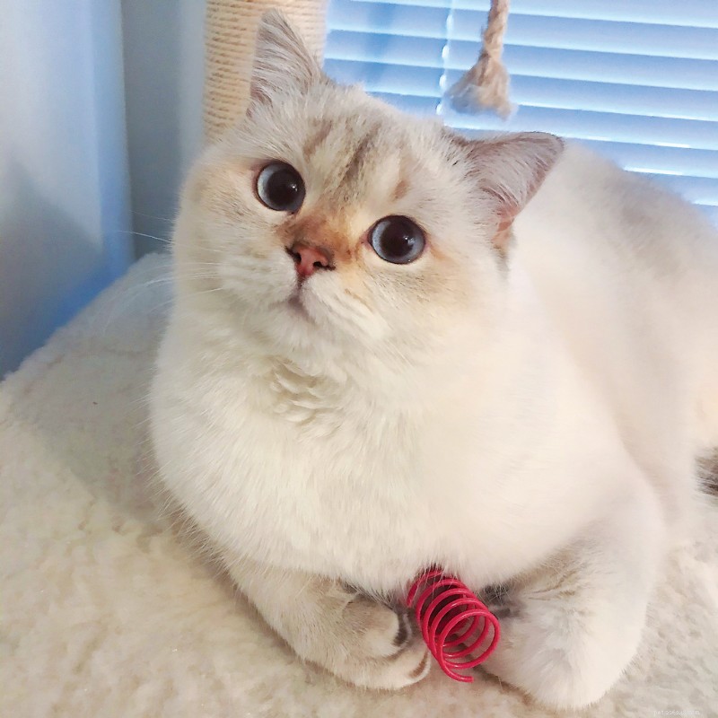 Scientists Invest $2M to Develop Breakthrough Cat Allergy Spray, Enabling Pet Owners to Keep Their Feline Friends