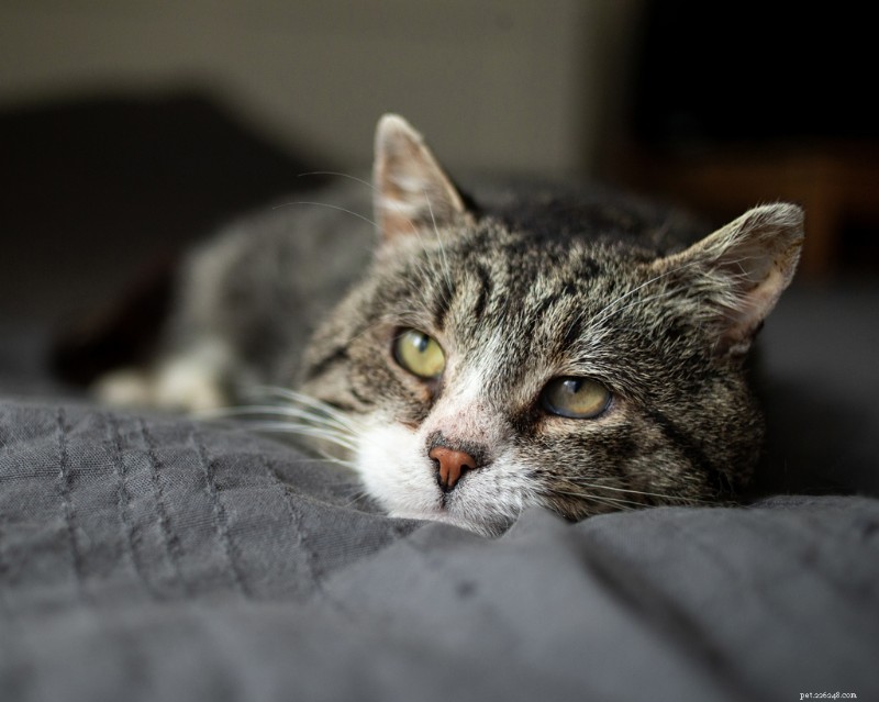 7 Compassionate Steps to Support Your Cat Nearing the End of Life
