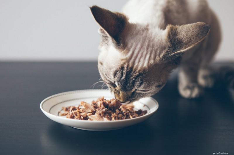 7 Compassionate Steps to Support Your Cat Nearing the End of Life