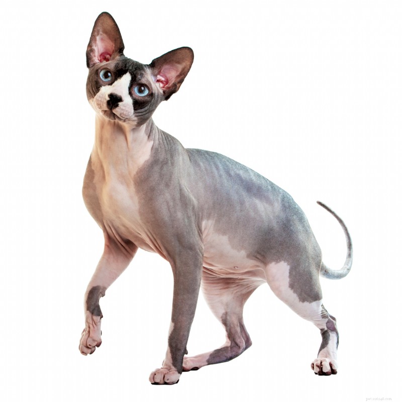 Everything You Need to Know About Caring for Hairless Cats