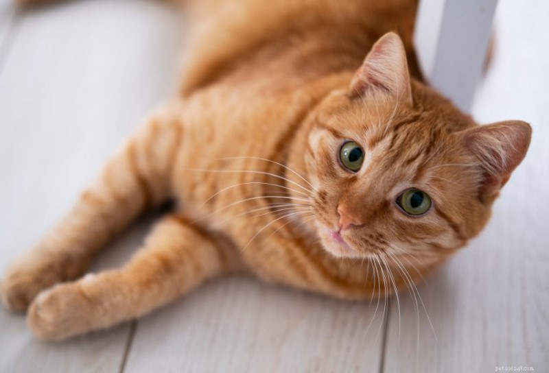 Top Essential Wellness Products for a Healthy Cat