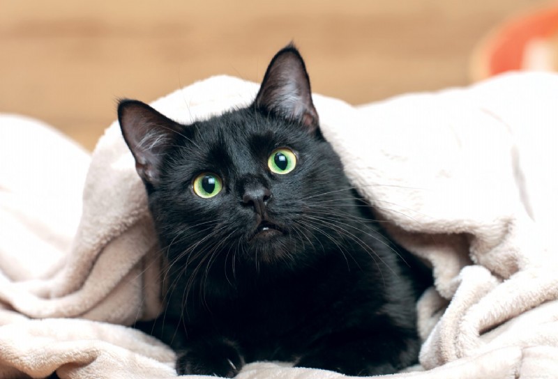 Sleeping with Your Cat: Expert-Backed Pros, Cons, and Health Tips