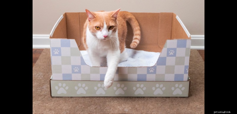 Top 2025 Cat Gift Guide: Litter Essentials & More