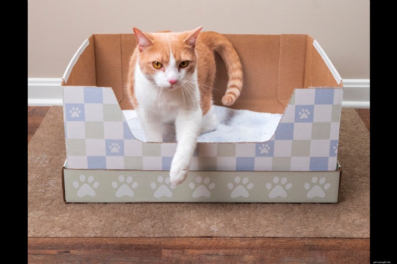 Top 2025 Cat Gift Guide: Litter Essentials & More