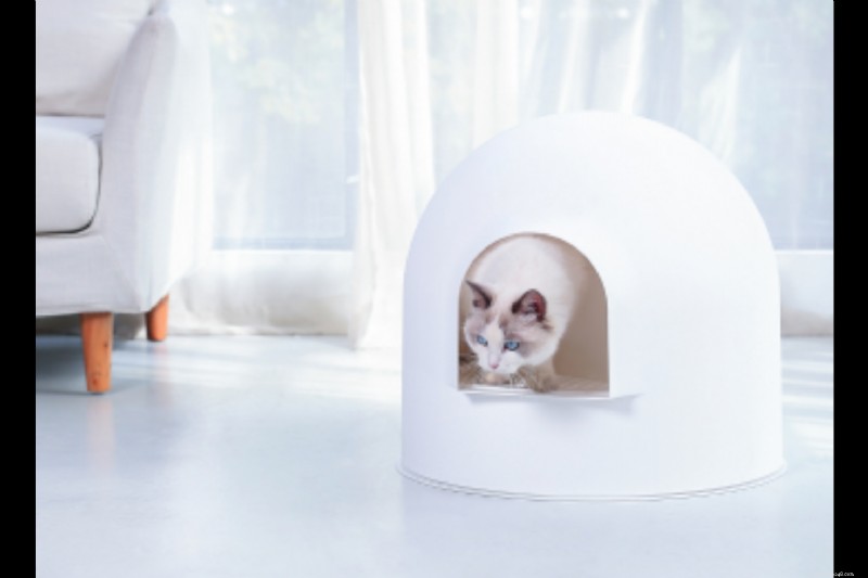 Top 2025 Cat Gift Guide: Litter Essentials & More