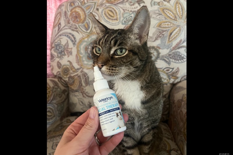Top Health & Wellness Gifts for Cats in 2025