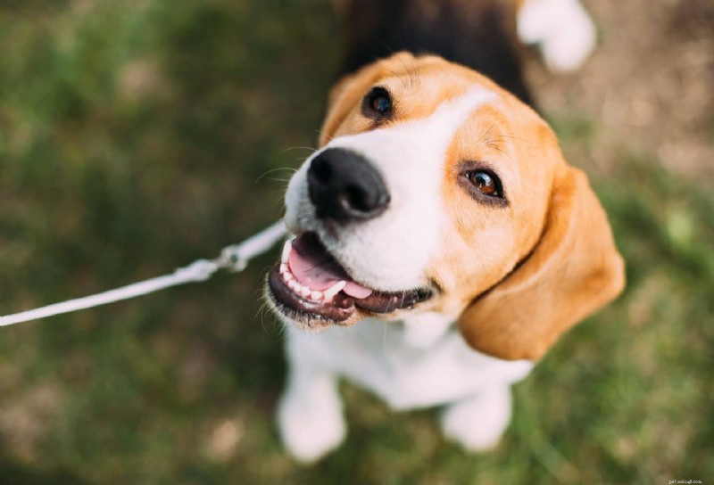 Top Vet‑Recommended Dog Supplements 2026: Boost Joints, Vision & Longevity