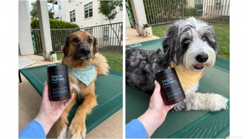 Leading Multivitamin for Rescue Dogs: Millie & Annie’s 6-Week Transformation