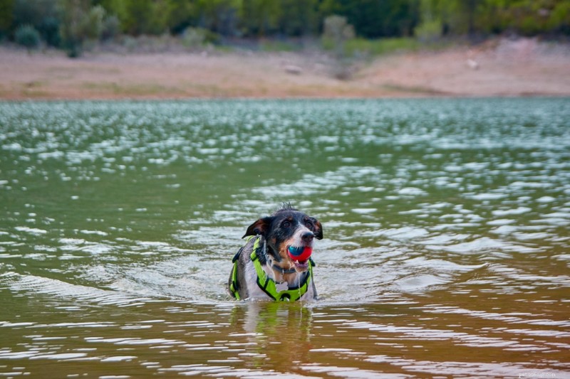 Protect Your Dog from the Hidden Lake Parasite Threat