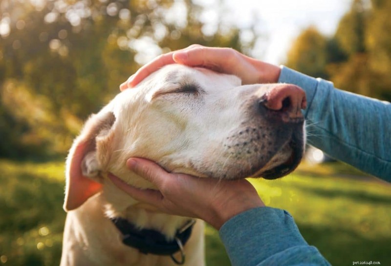 Managing Canine Osteoarthritis: Signs, Causes & Effective Care Strategies