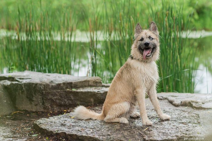 Unlocking Your Dog’s Heritage: What DNA Tests Reveal About Breed, Health, and Personality