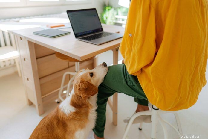 How to Calm Your Dog s Attention-Seeking Whines