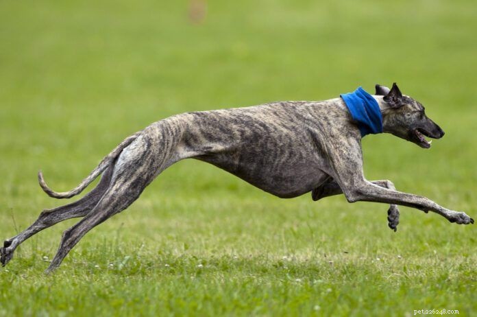 Discover How Fast Dogs Can Run: Speed of Greyhounds & Other Breeds