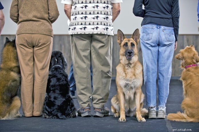 What Is the Cost of Professional Dog Training? A Comprehensive Guide