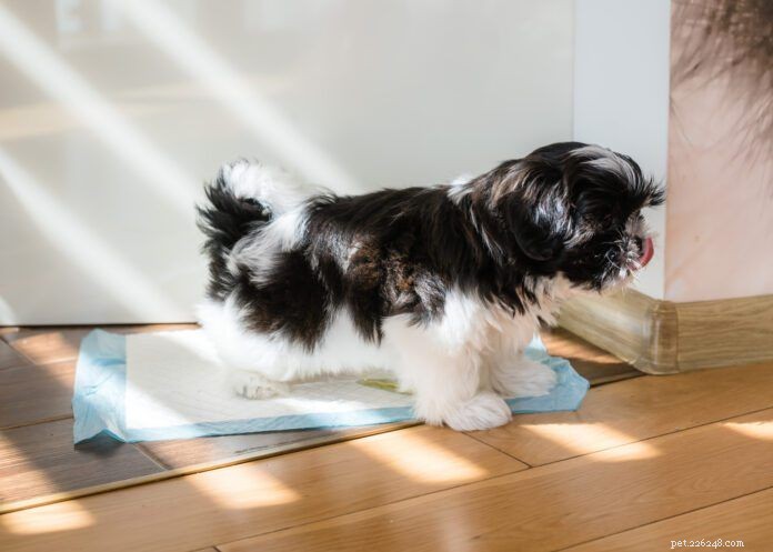 Train Your Dog to Use a Pee Pad: Easy Steps for Reliable Indoor Potty Training