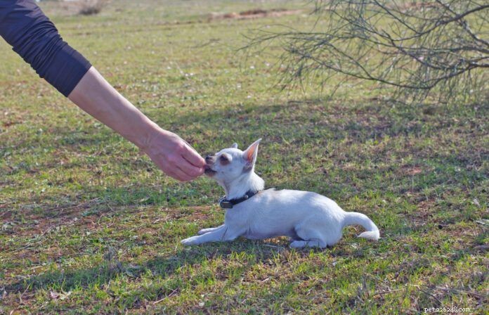 Master the ‘Lie Down’ Command: Proven Steps for Any Dog