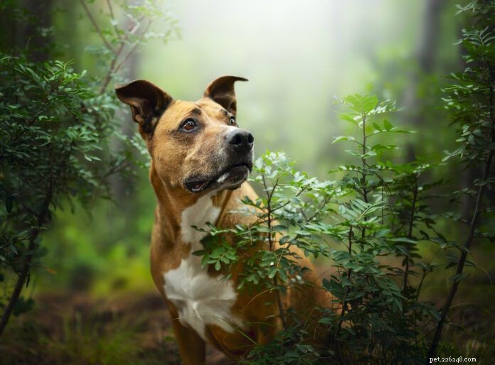 Effective Ways to Treat Bug Bites on Dogs
