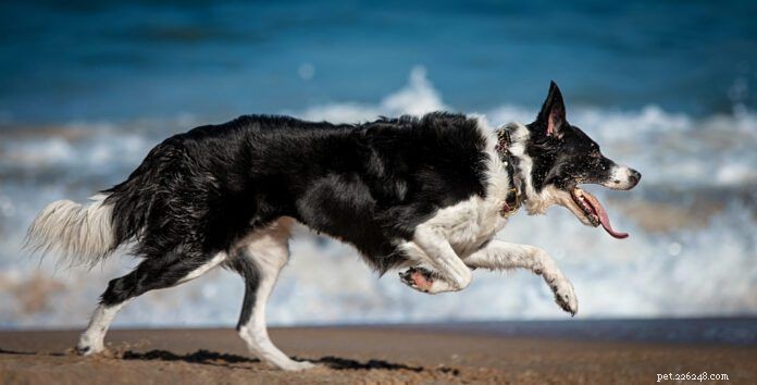 Assessing Your Dog’s Body Condition Score for Optimal Health