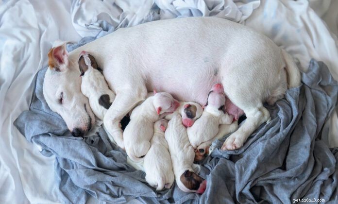 Understanding Congenital Liver Shunts in Dogs