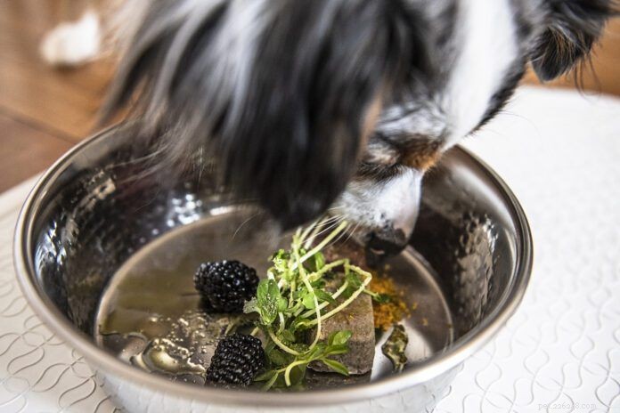 Turmeric for Dogs: Benefits, Dosage, and Safety Guide