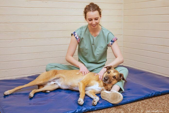 Understanding Dog Tremors & Muscle Spasms: Causes, Signs & How to Support Your Pet