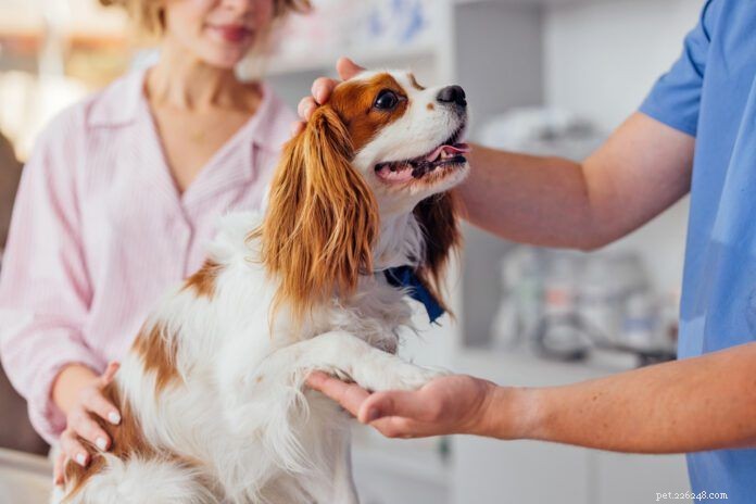 Dog Paw Pad Anatomy: Essential Insights for Pet Owners