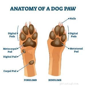 Dog Paw Pad Anatomy: Essential Insights for Pet Owners