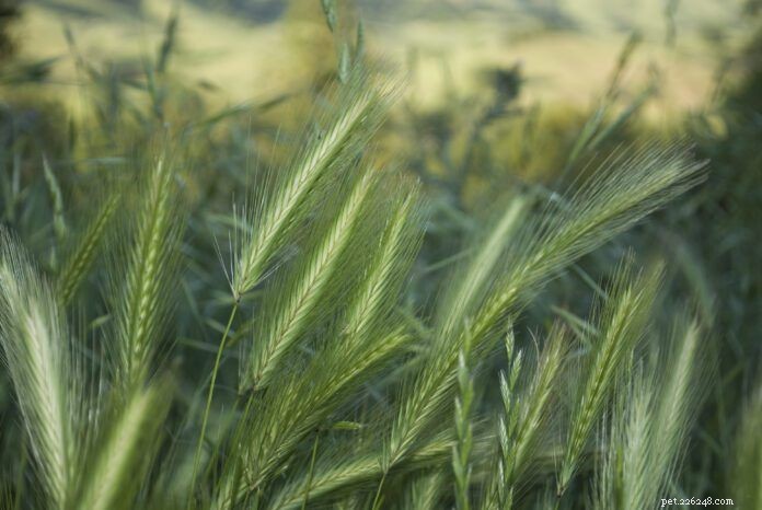 Foxtail Poisoning in Dogs: What Owners Need to Know