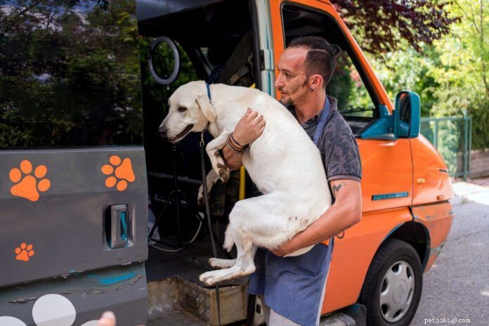 Safe and Gentle Techniques for Lifting and Carrying Your Dog