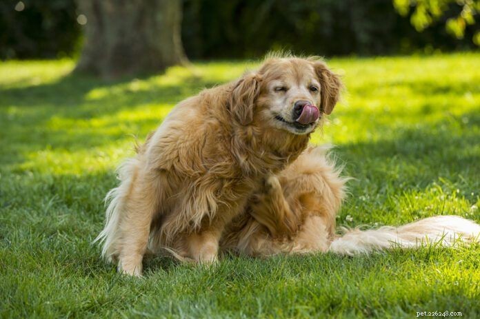 Detect Fleas Early: A Proven Guide to Protect Your Dog