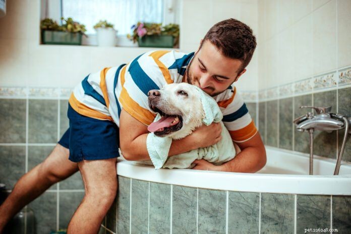 Choosing the Ideal Medicated Shampoo for Your Dog: A Practical Guide