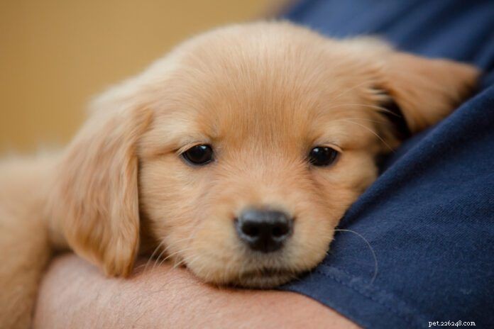 Choosing Safe Flea Treatment for Your Puppy: A Comprehensive Guide