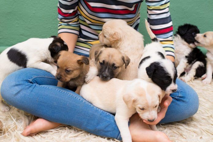 Why Mixed‑Breed Dogs Make the Perfect Companion