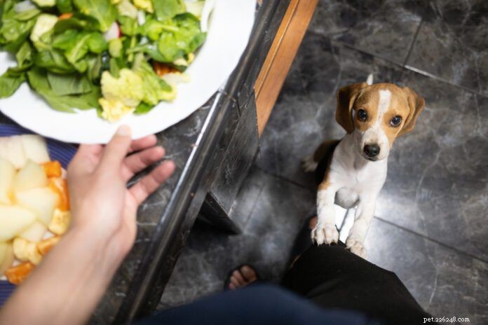 Stop Your Puppy from Ruining Family Dinners: Proven Tips