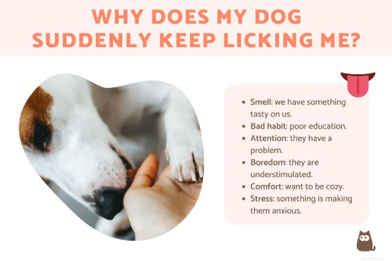 Sudden Excessive Licking? Understand Your Dog’s Urgent Needs