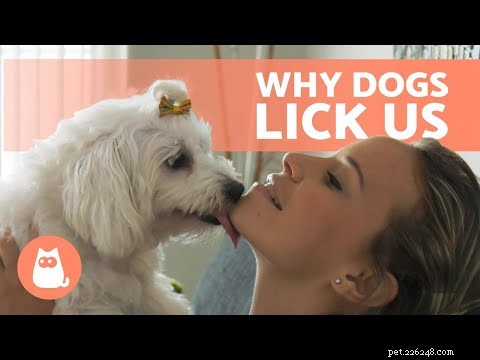 Sudden Excessive Licking? Understand Your Dog’s Urgent Needs