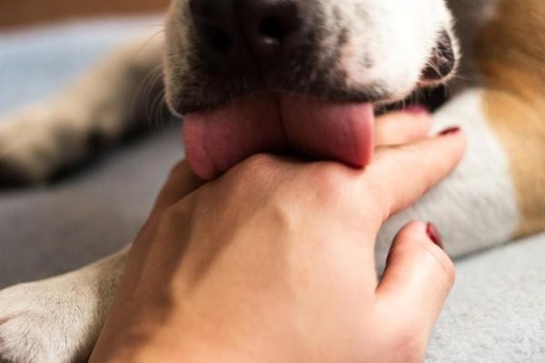 Sudden Excessive Licking? Understand Your Dog’s Urgent Needs