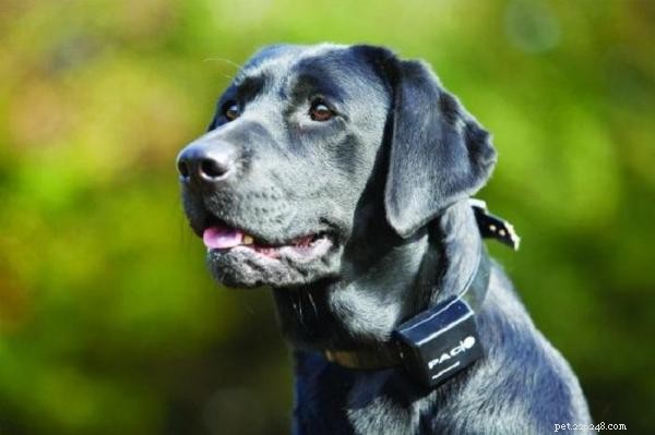 Training & Communicating with a Deaf Dog: Expert Strategies for Success