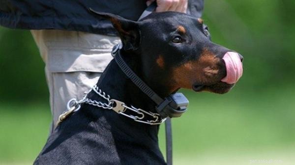 Training & Communicating with a Deaf Dog: Expert Strategies for Success